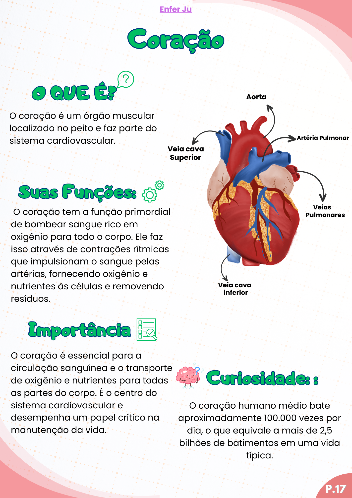 ANATOMIA (8)